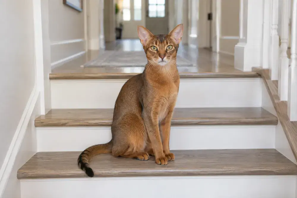 Abyssinier