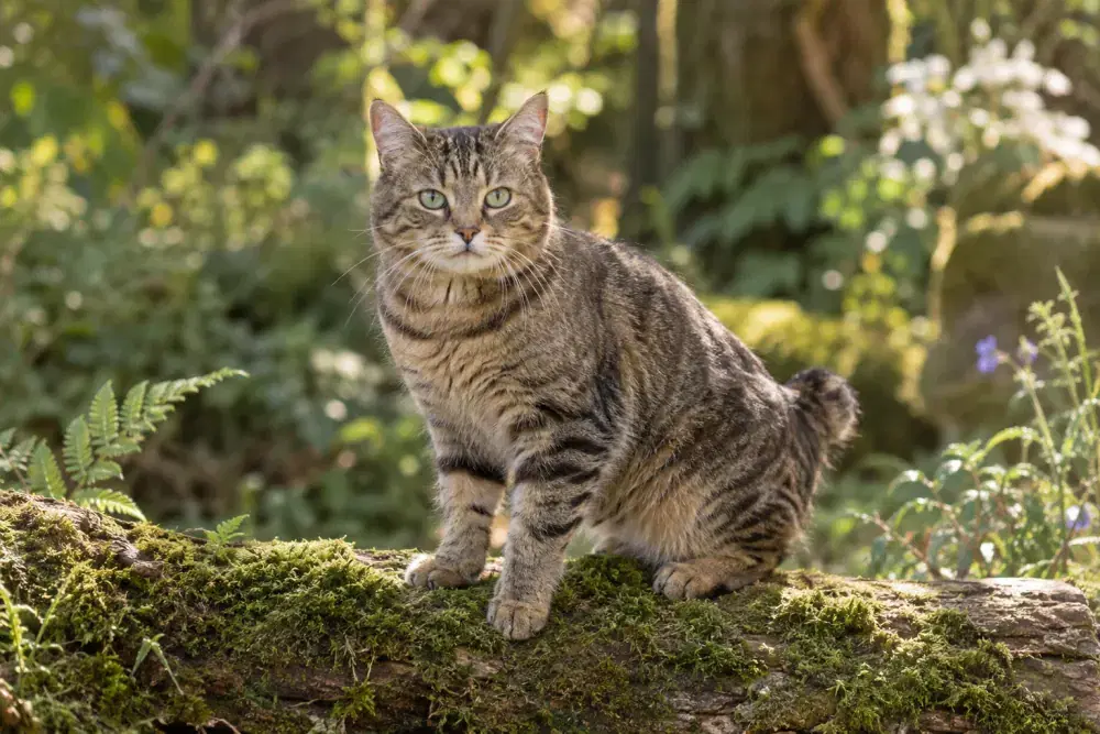 American bobtail
