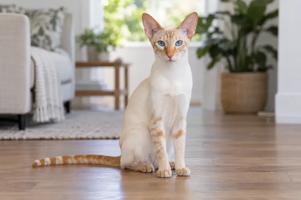 Colorpoint shorthair