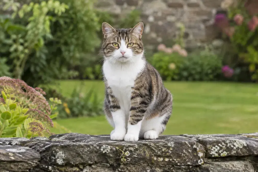 Manx