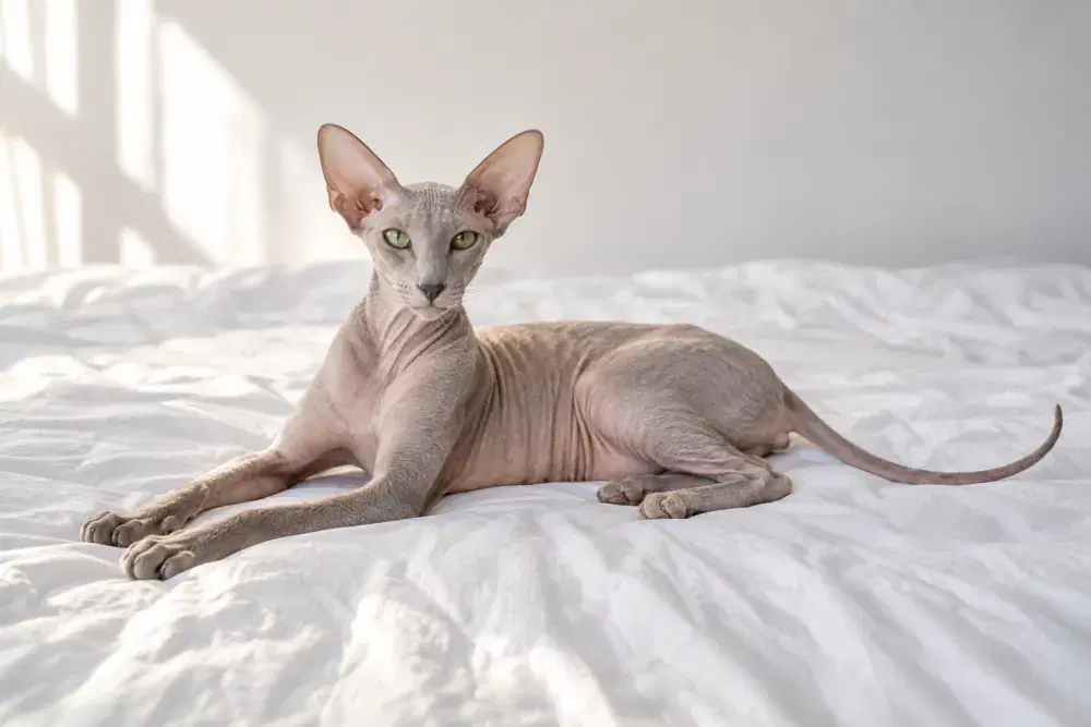 Peterbald