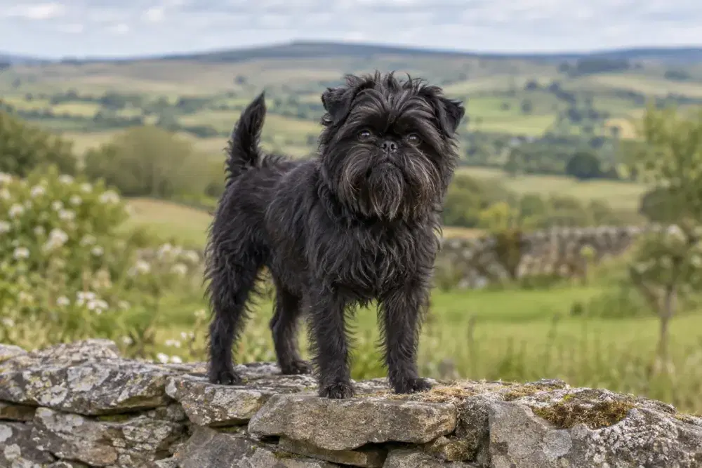 Affenpinscher