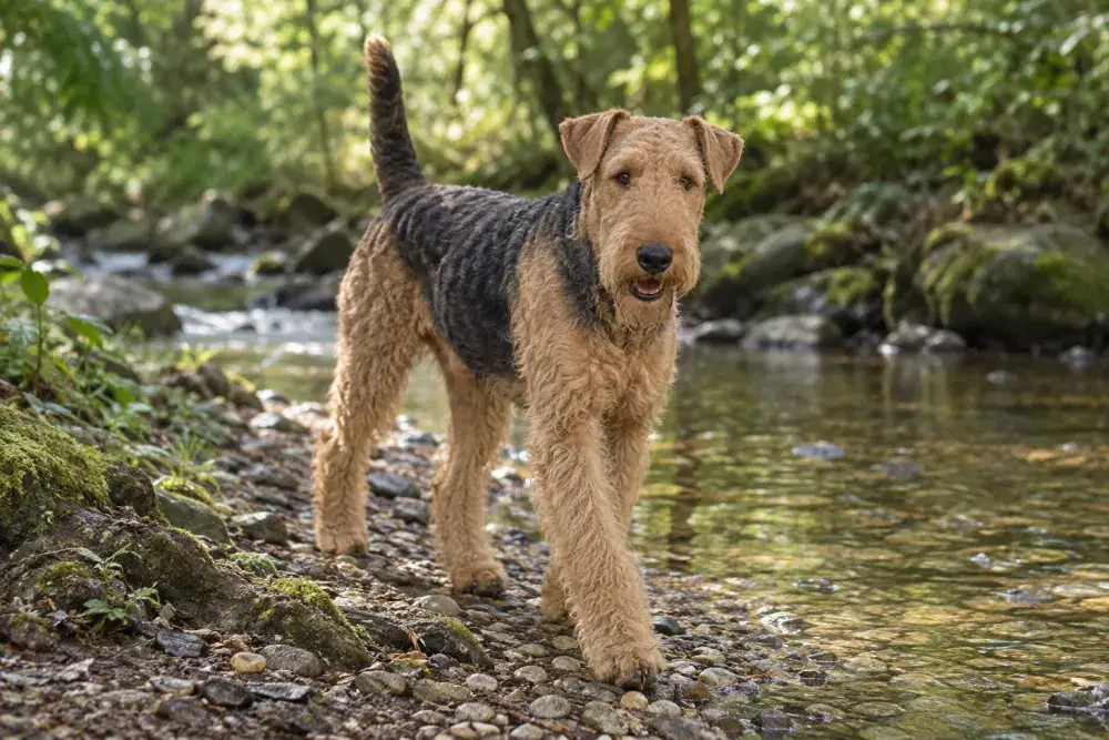 Airedaleterrier