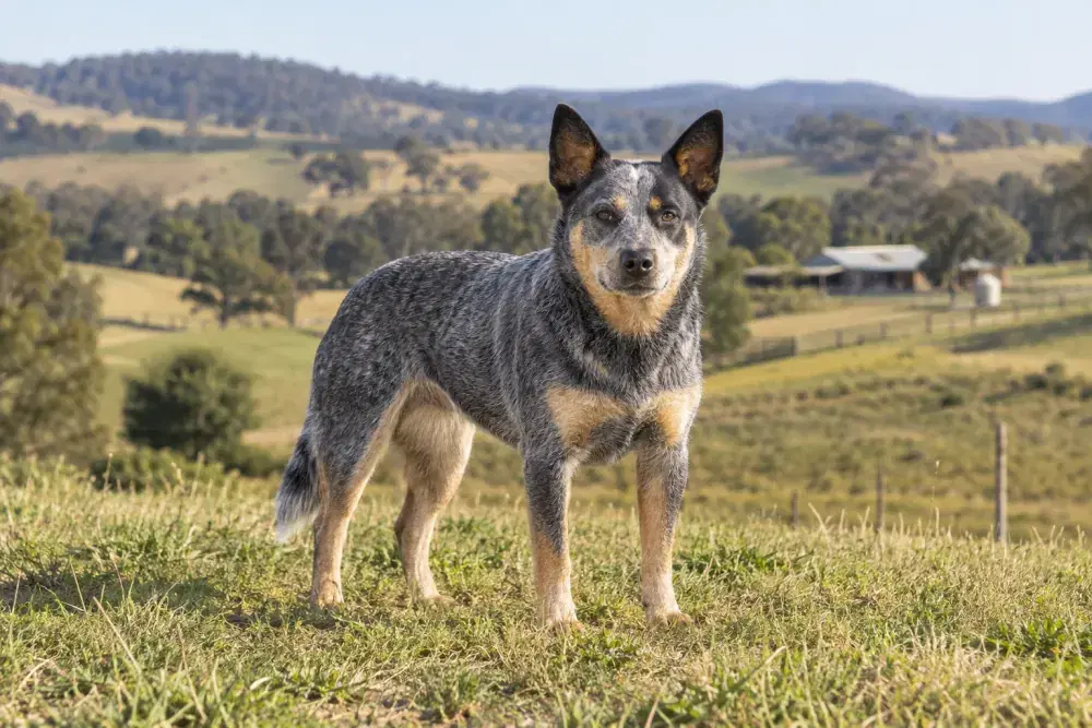 Australian cattle dog