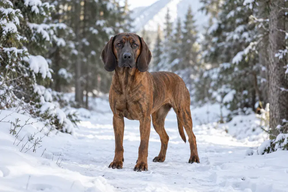Bayersk viltspårhund