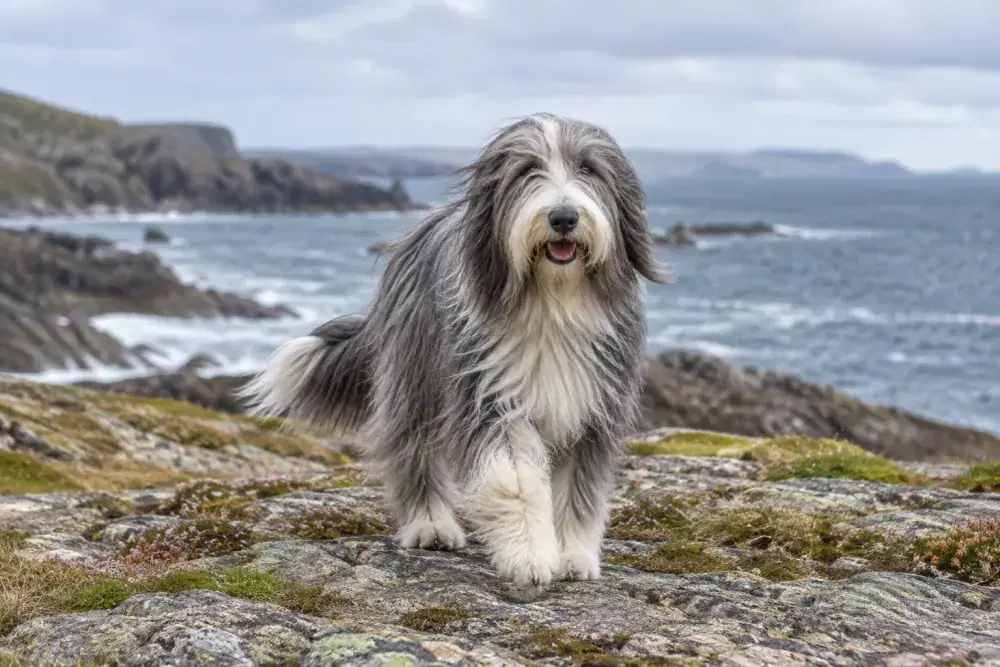 Bearded collie