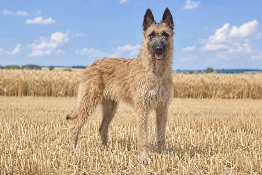 Belgisk vallhund laekenois