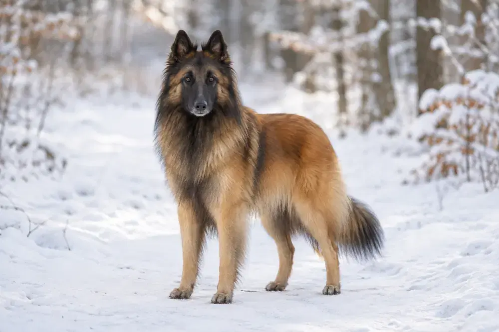 Belgisk vallhund tervueren