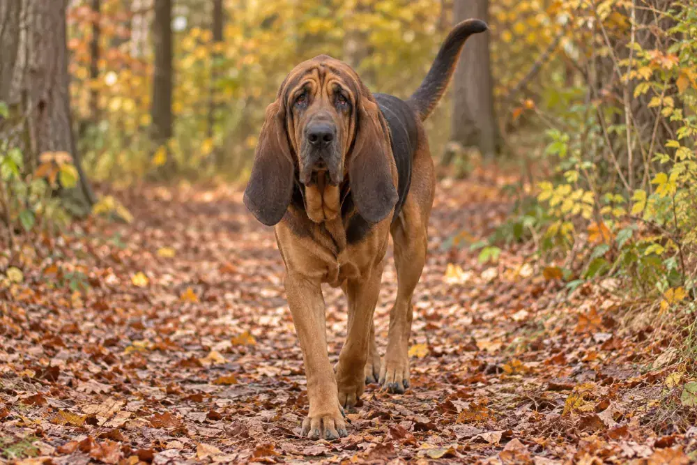 Blodhund