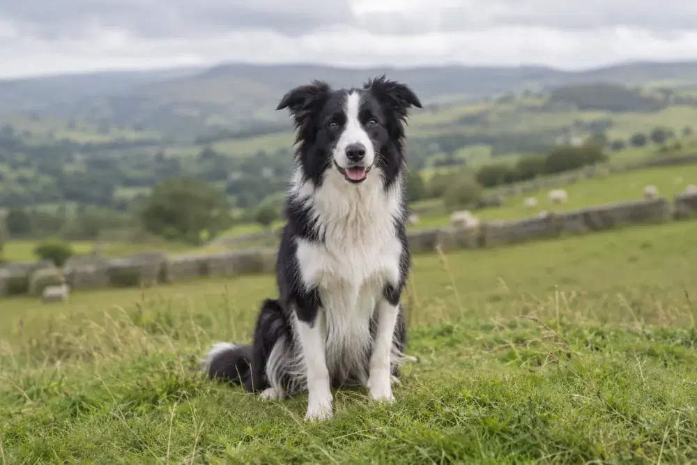 Border collie