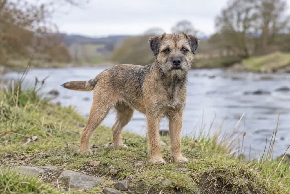 Border terrier