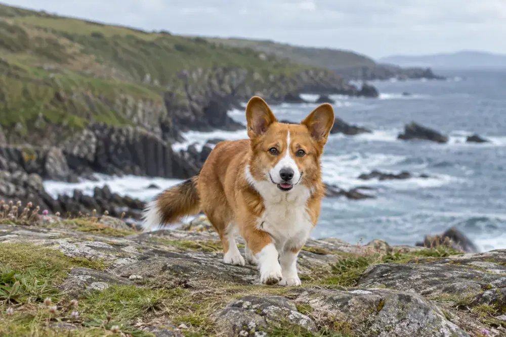 Welsh corgi cardigan