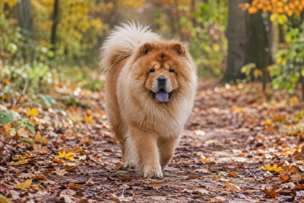 Chow chow