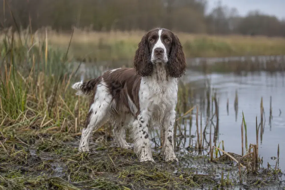 Engelsk springer spaniel