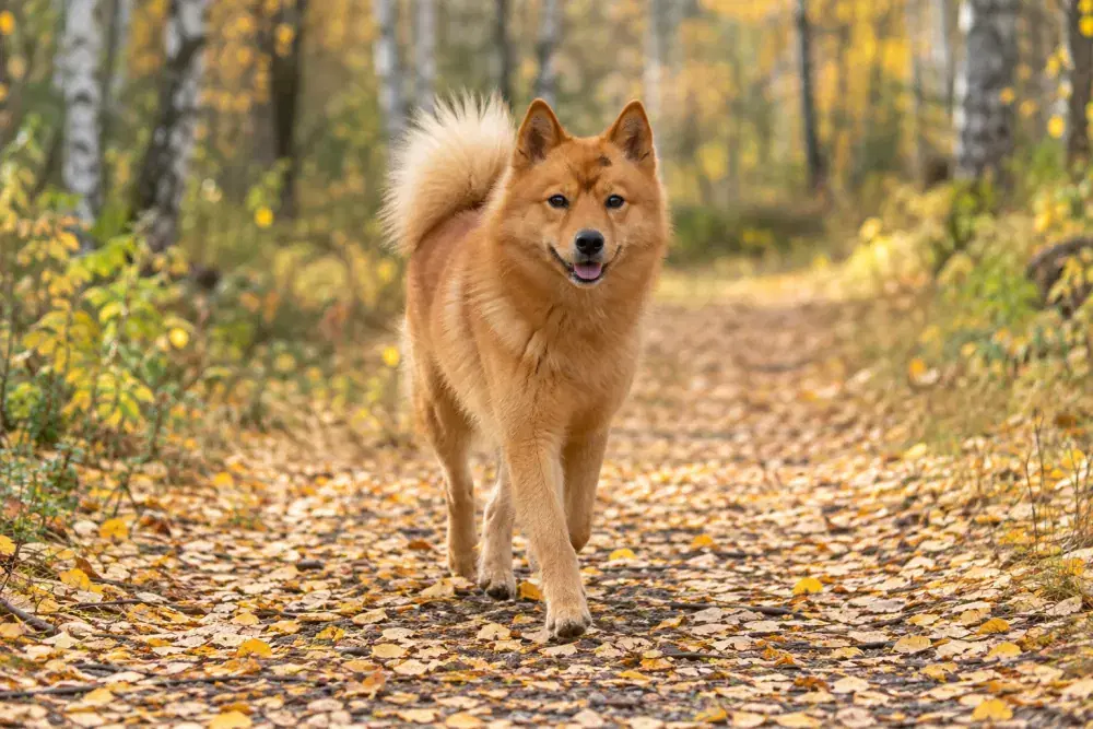 Finsk spets