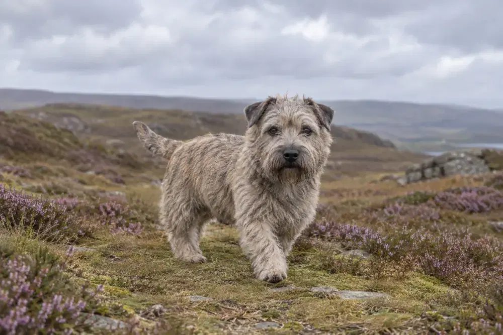 Glen of imaal terrier