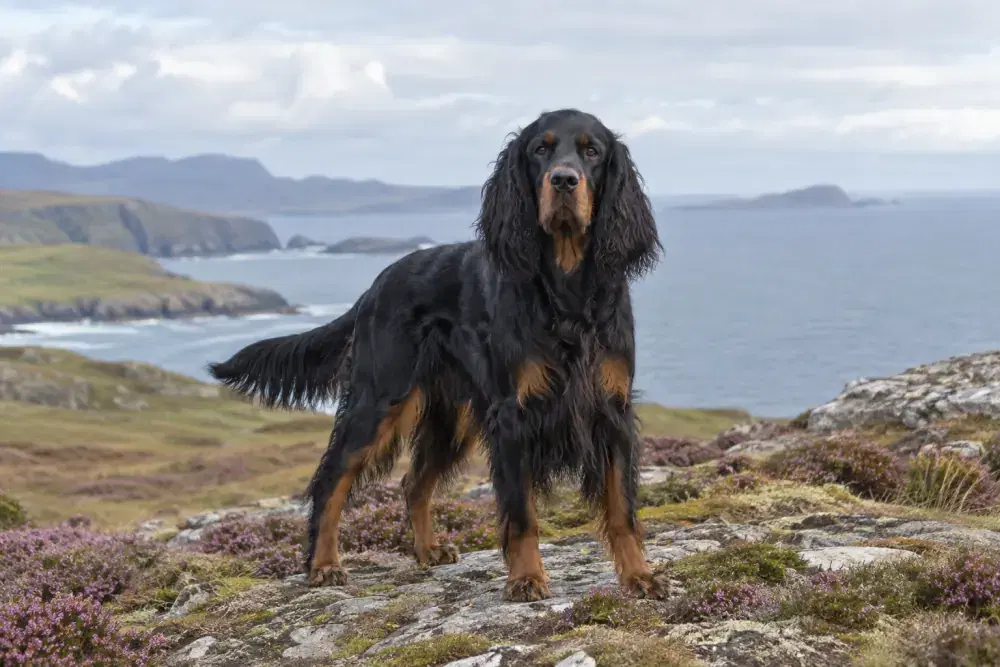 Gordonsetter