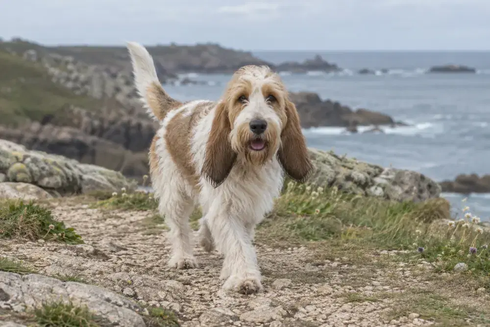 Grand basset griffon vendéen