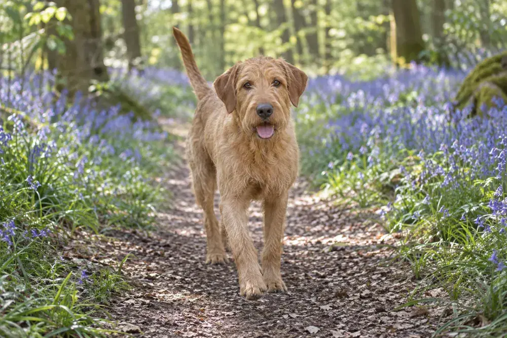 Griffon fauve de Bretagne