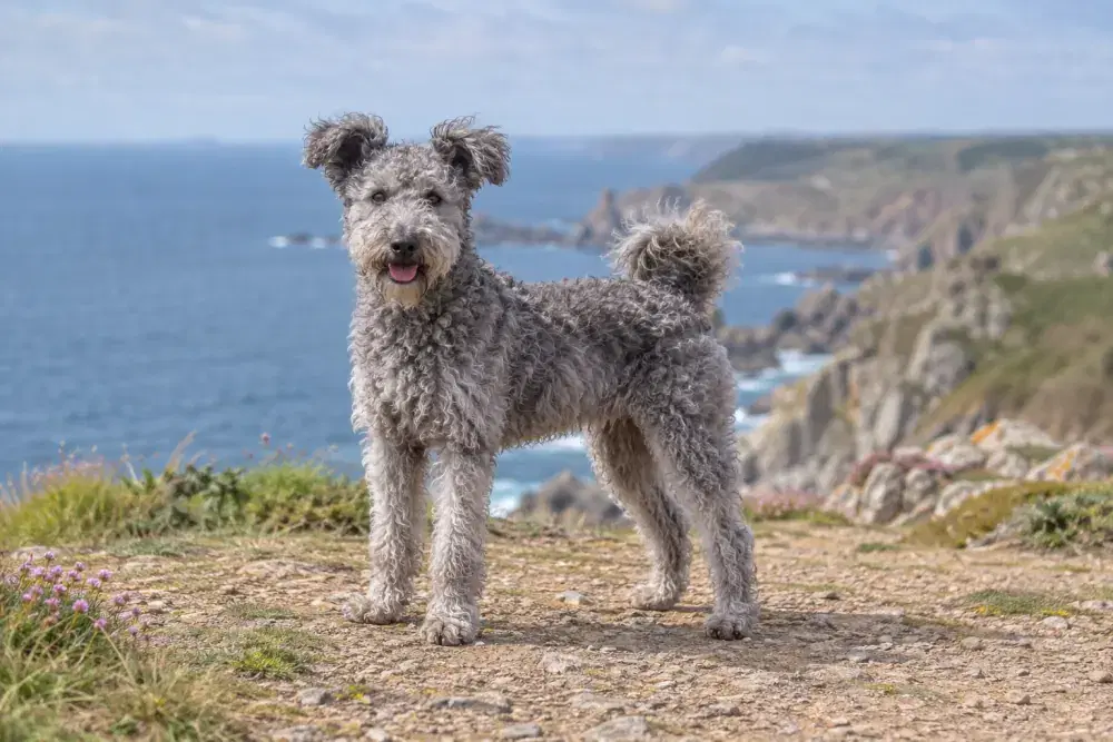 Pumi