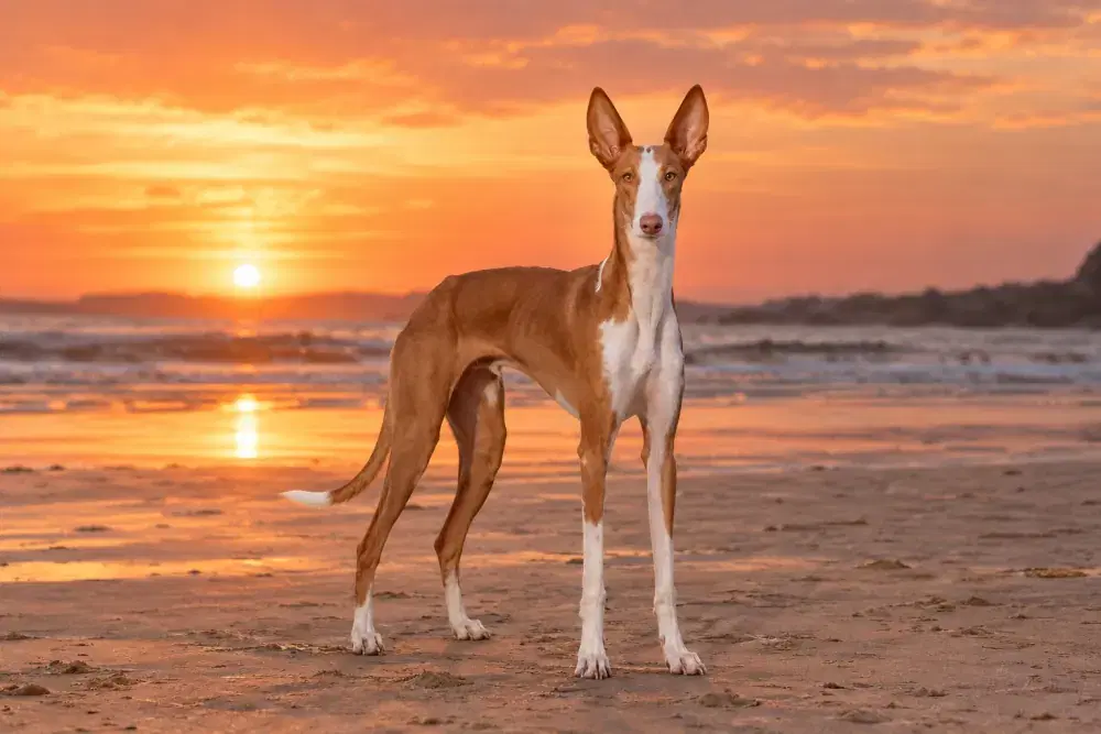 Podenco ibicenco
