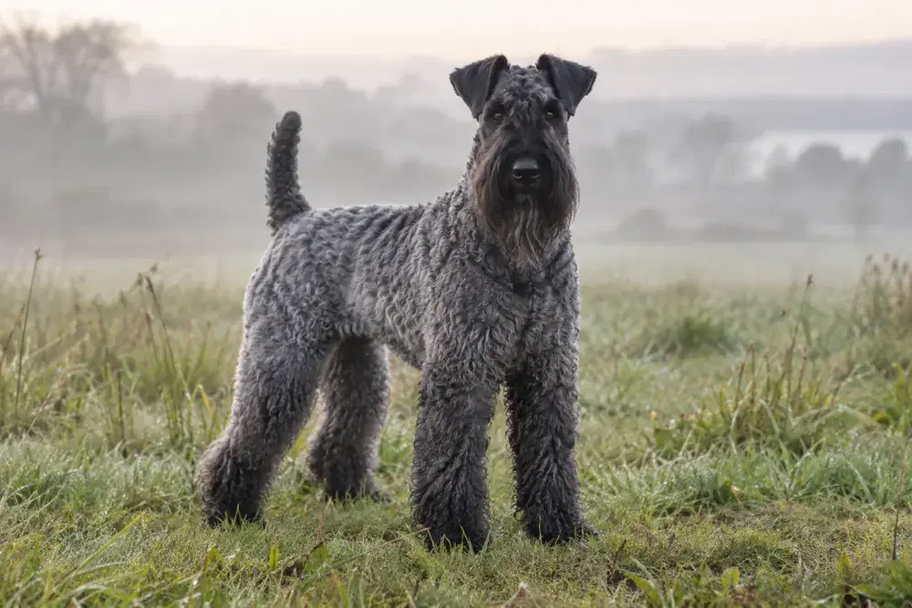 Kerry blue terrier