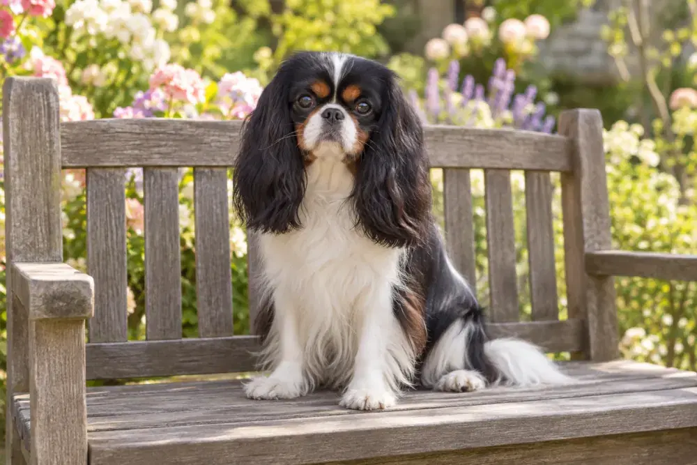King Charles spaniel