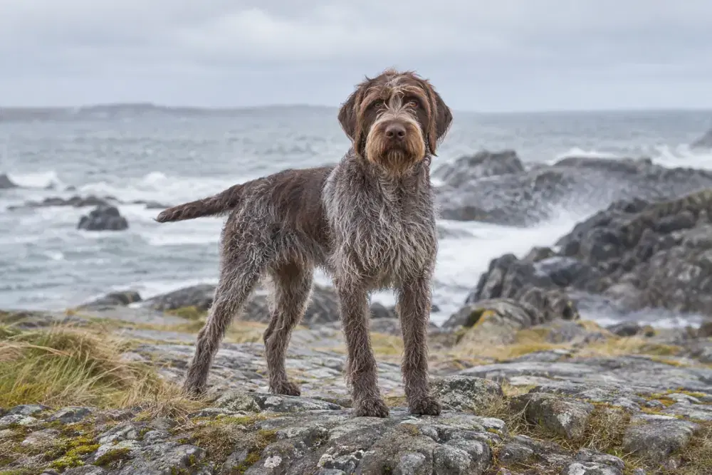 Korthalsgriffon