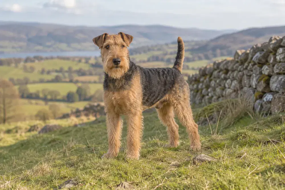 Lakelandterrier