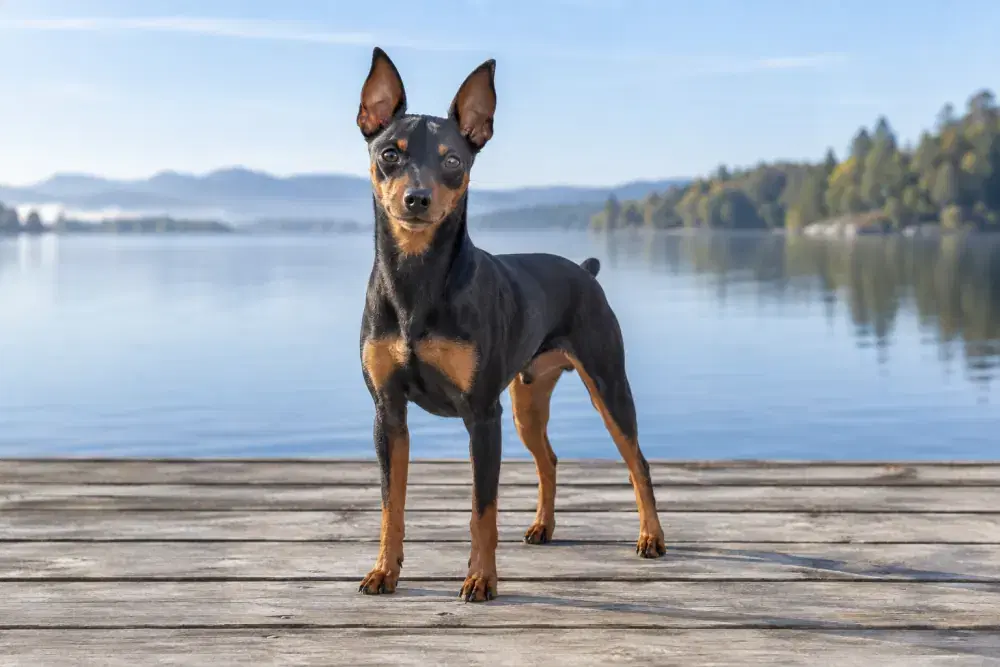 Dvärgpinscher