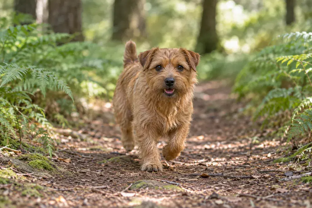 Norfolkterrier