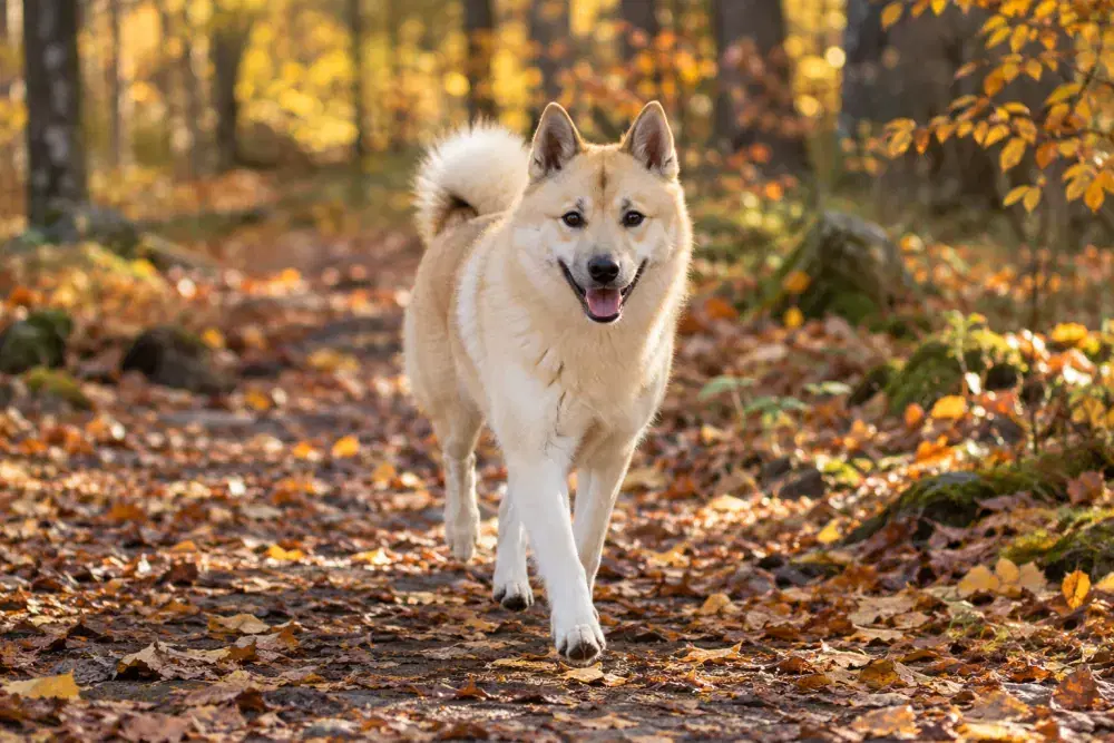 Norsk buhund