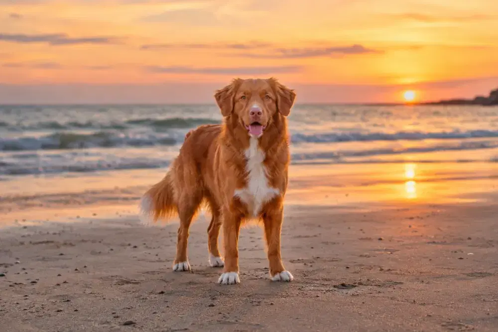 Nova scotia duck tolling retriever