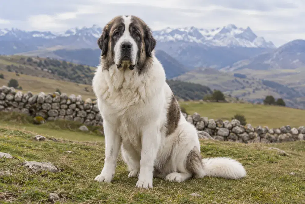Pyreneisk mastiff