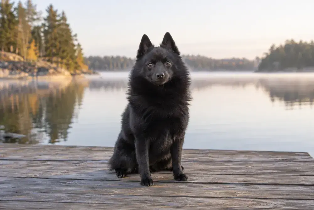Schipperke