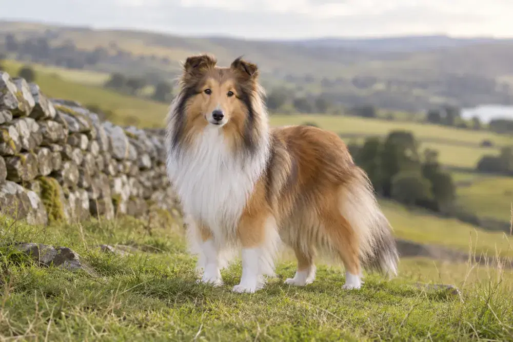 Shetland sheepdog