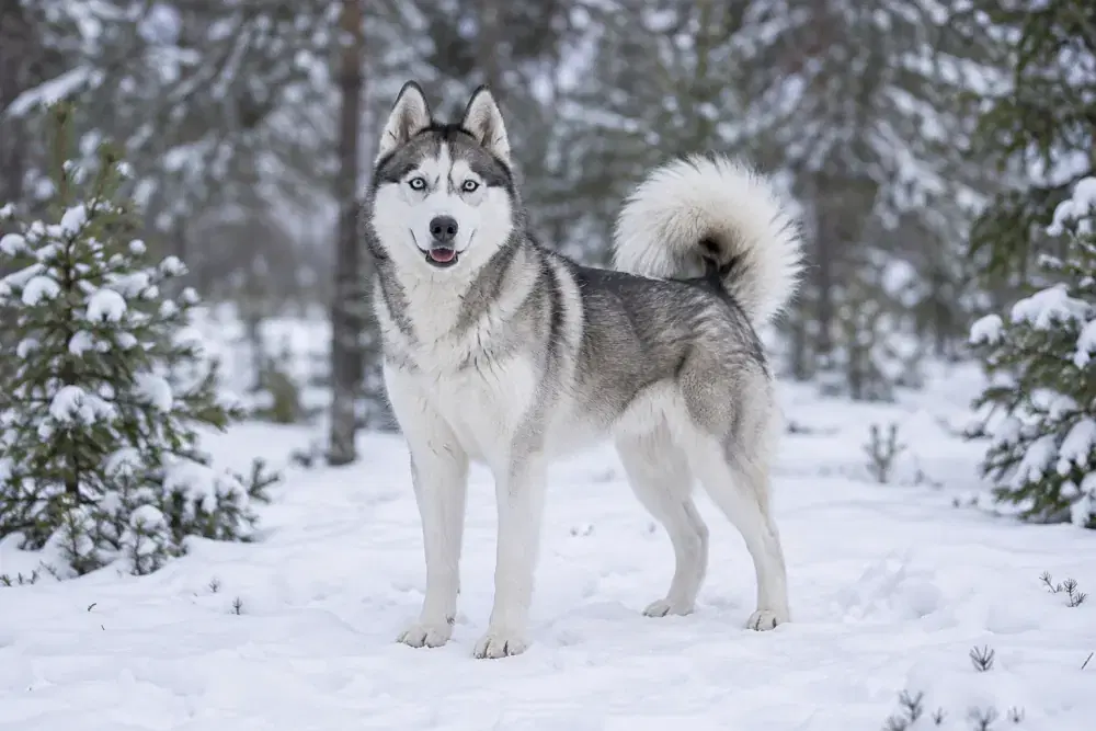 Siberian husky