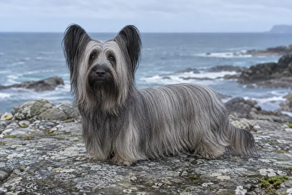 Skyeterrier
