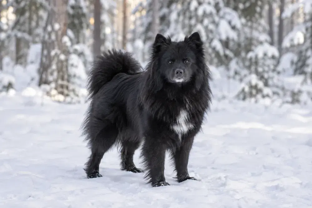Svensk lapphund