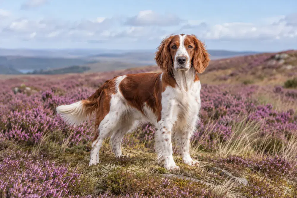 Welsh springerspaniel