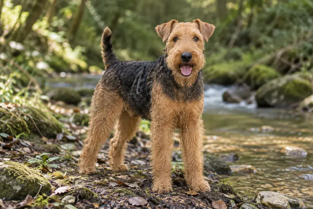 Welshterrier