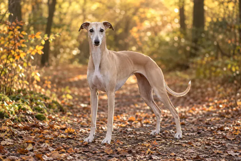 Whippet